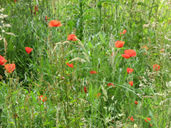 Corn Poppies